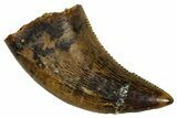 Serrated, Dromaeosaurid Theropod (Acheroraptor) Tooth - Wyoming #379836-1